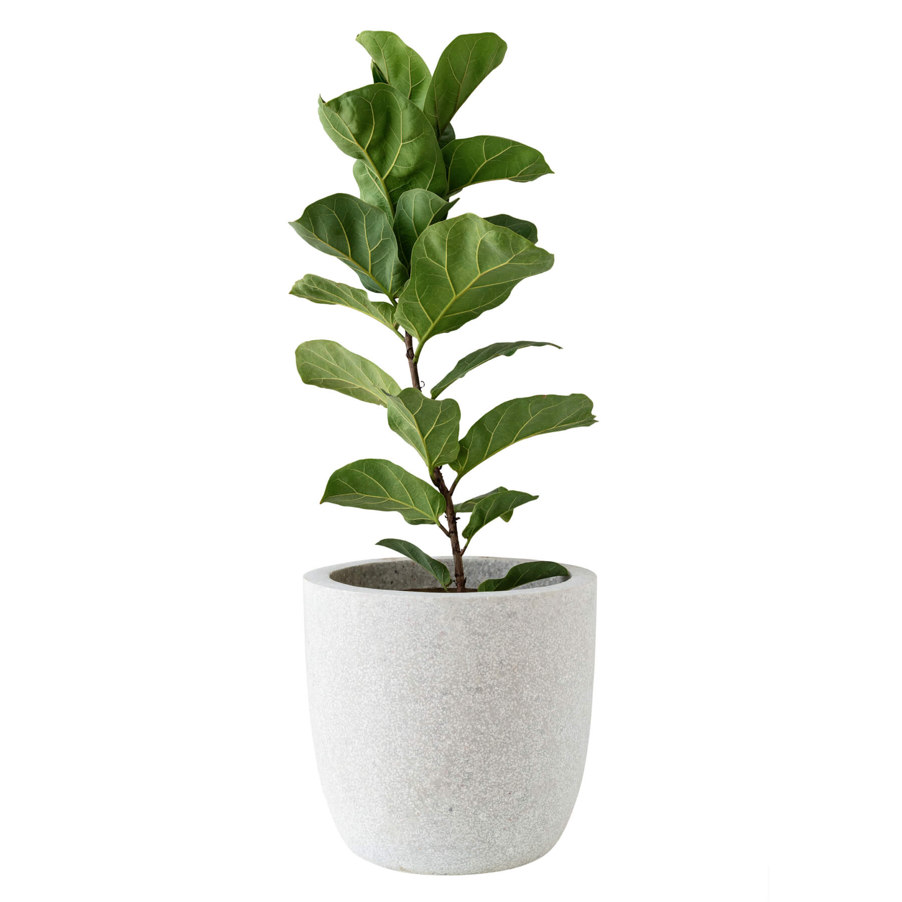 Ficus