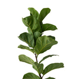 Ficus