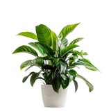 Spathiphyllum