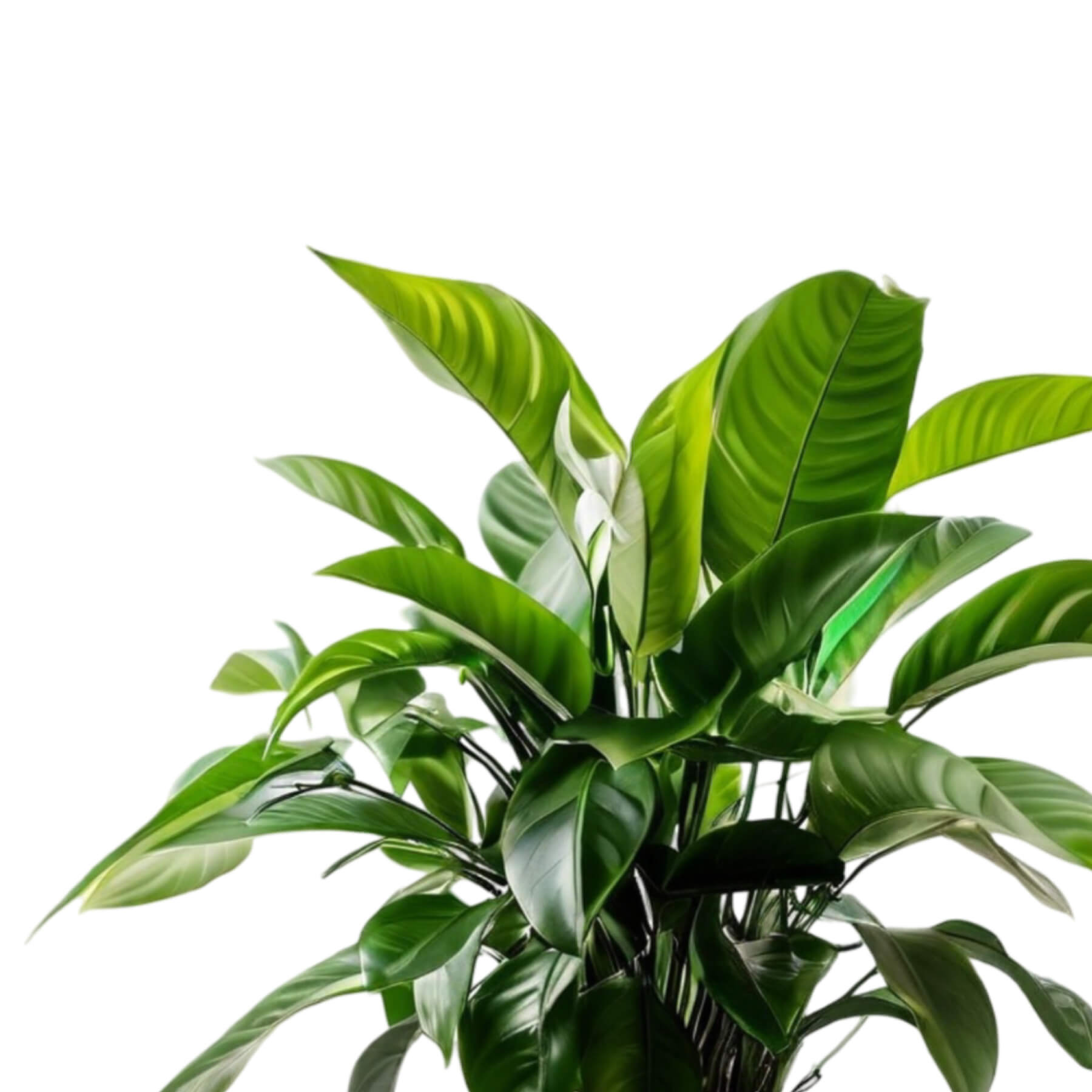 Spathiphyllum
