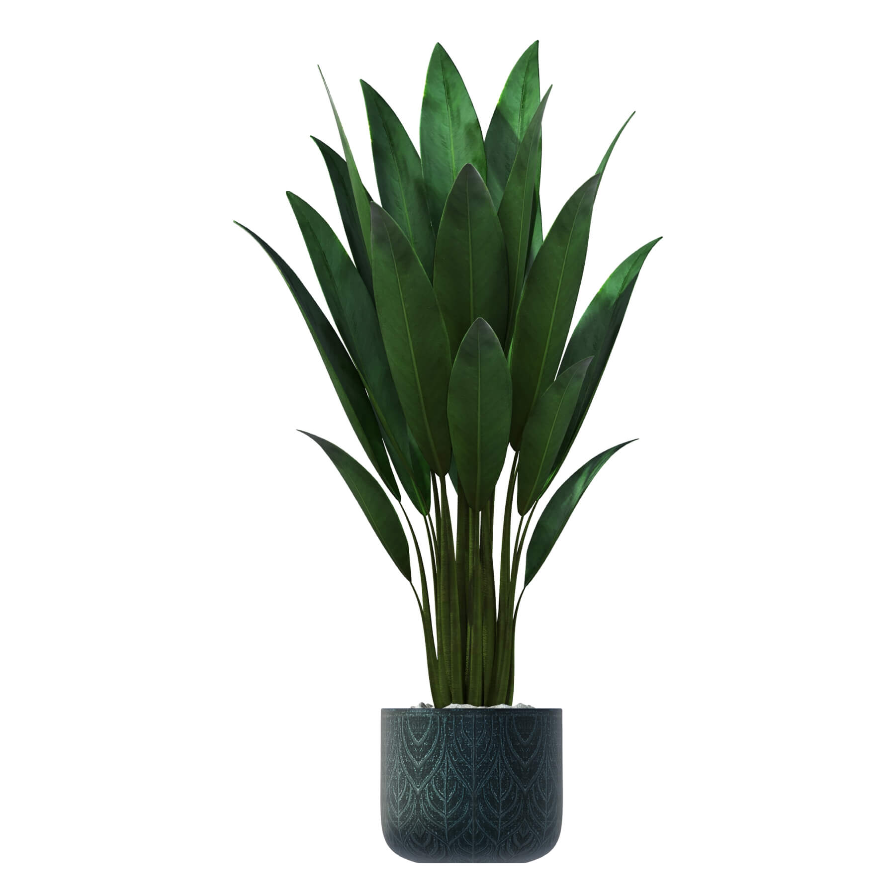 Dracaena Trifasciata