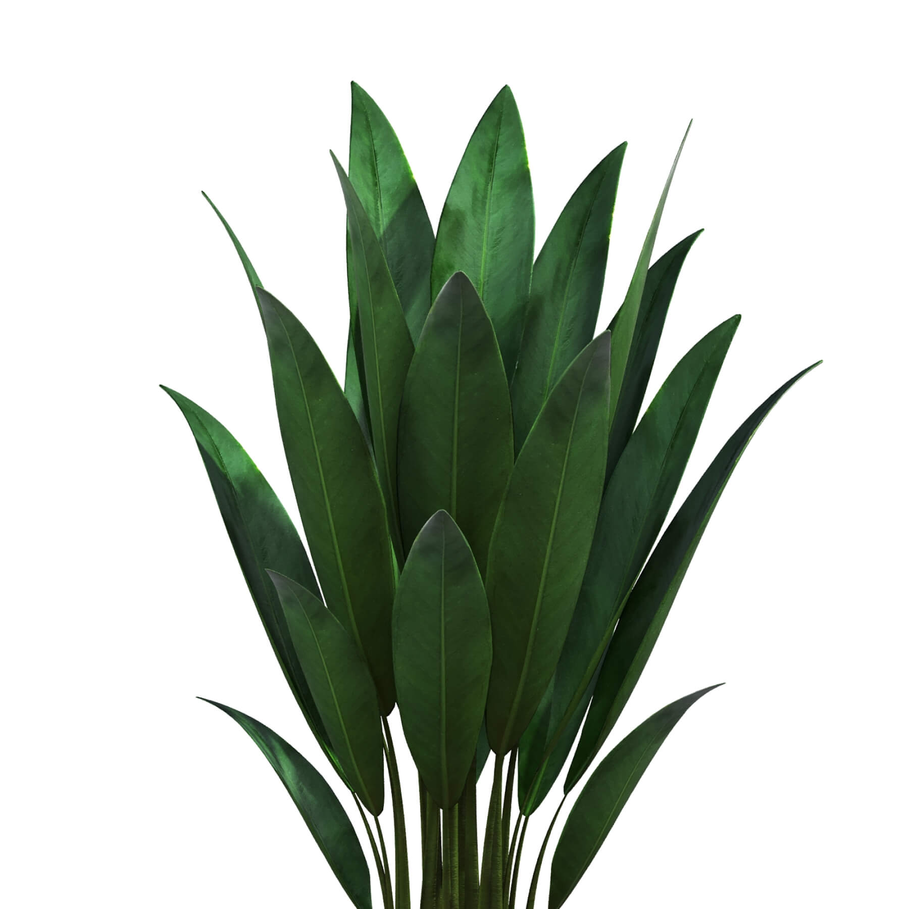 Dracaena Trifasciata