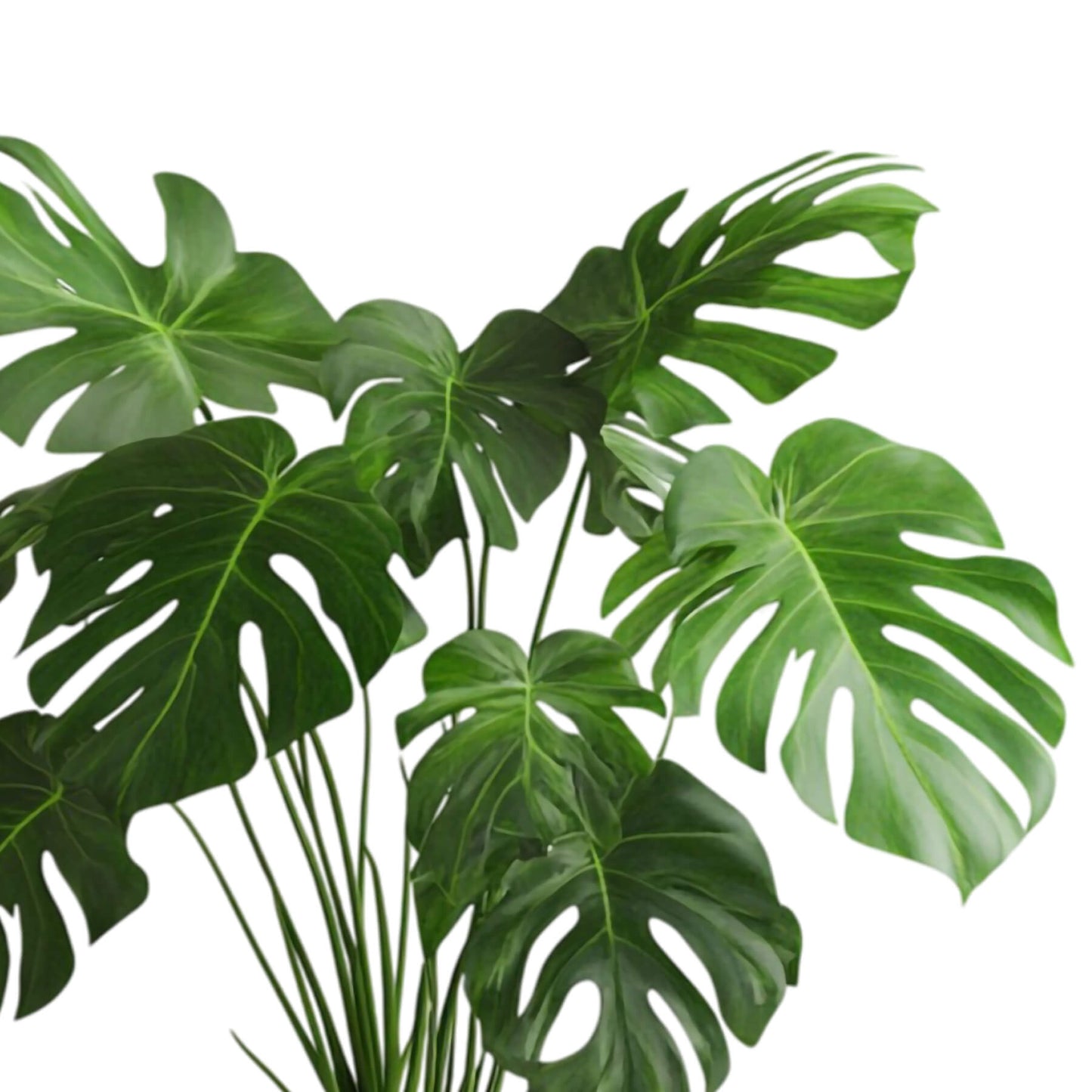 Monstera Deliciosa