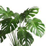 Monstera Deliciosa