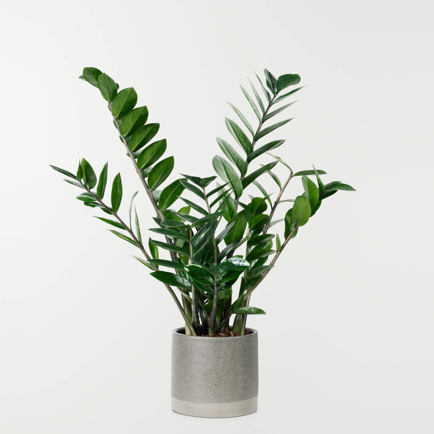 Zamioculcas Zamiifolia