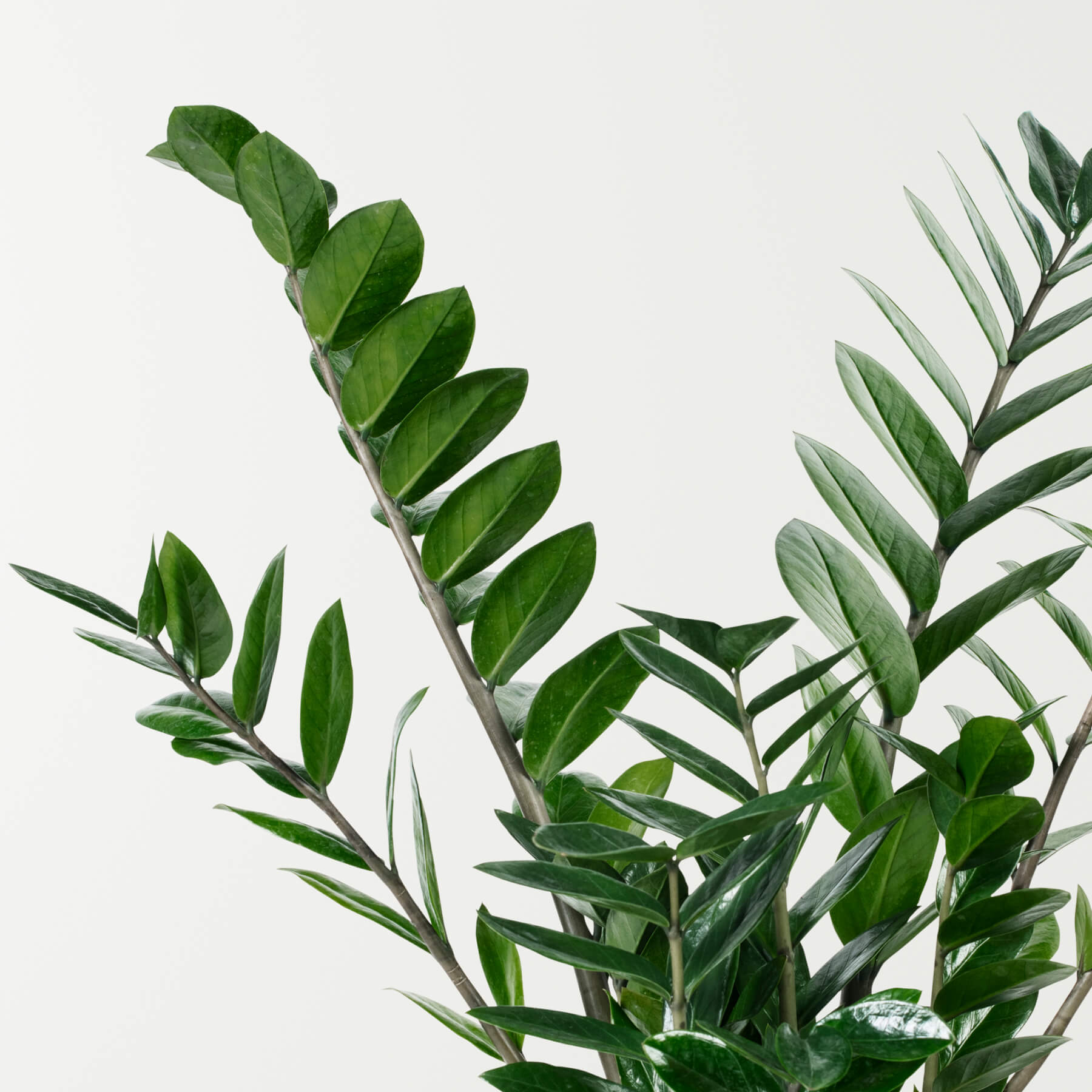 Zamioculcas Zamiifolia