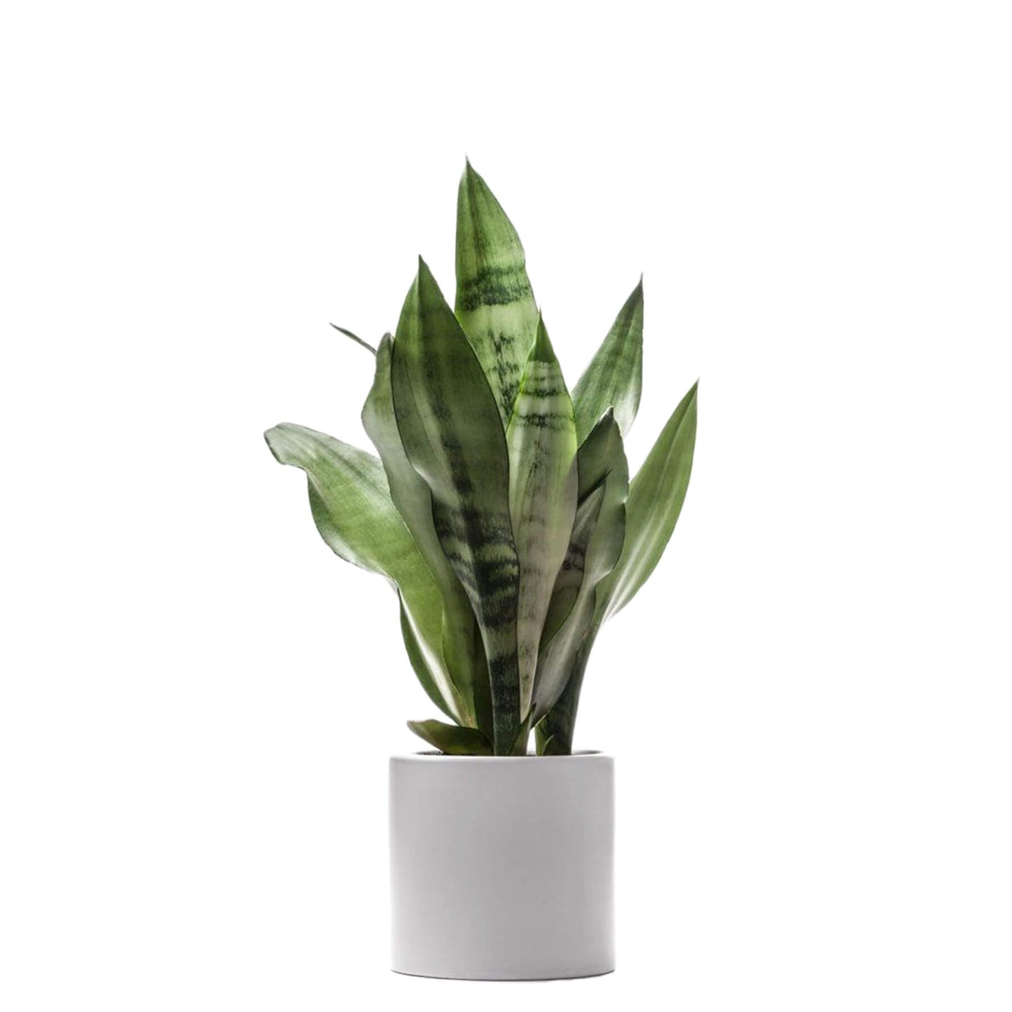 Sansevieria