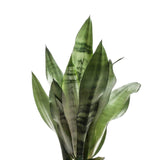 Sansevieria