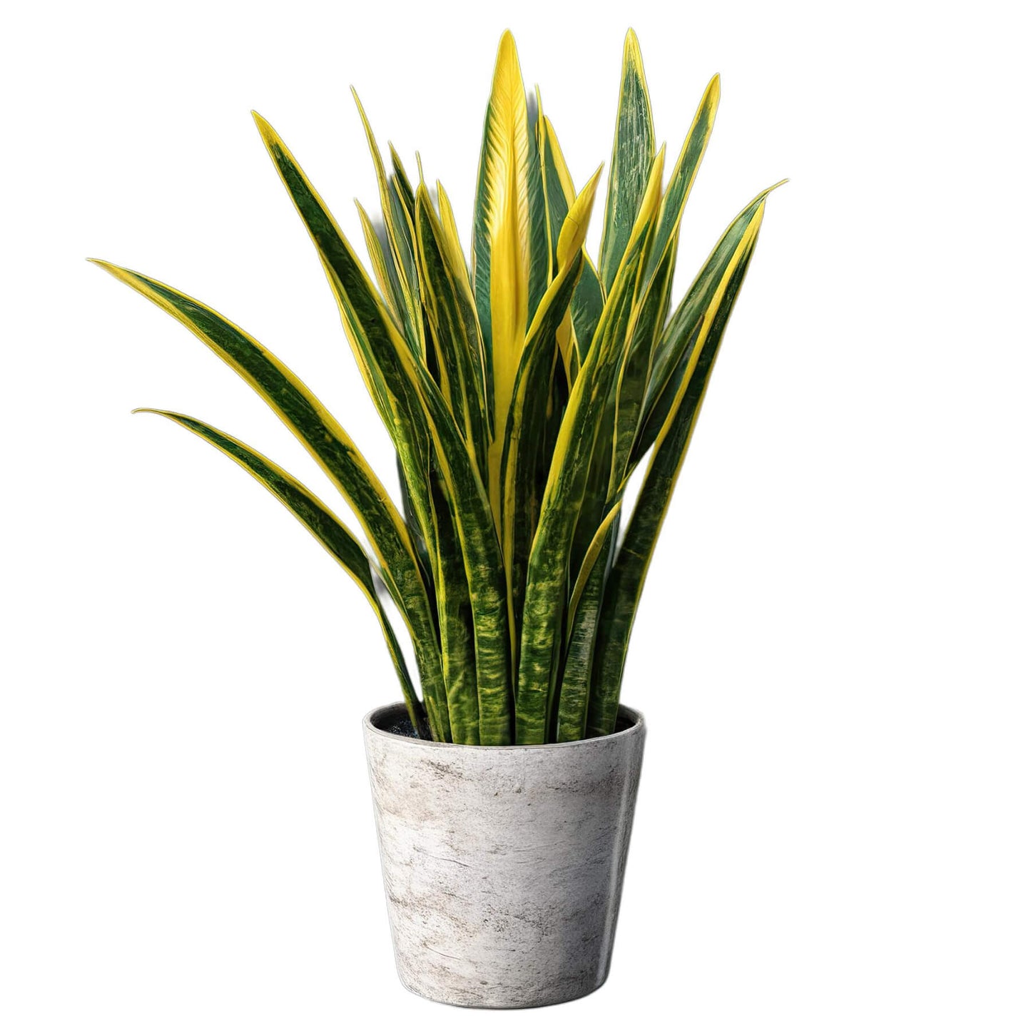 Sansevieria Trifasciata