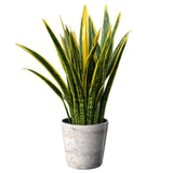 Sansevieria Trifasciata