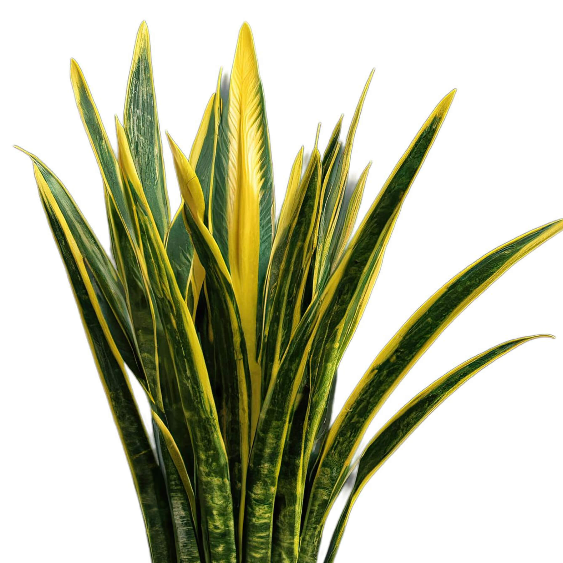 Sansevieria Trifasciata