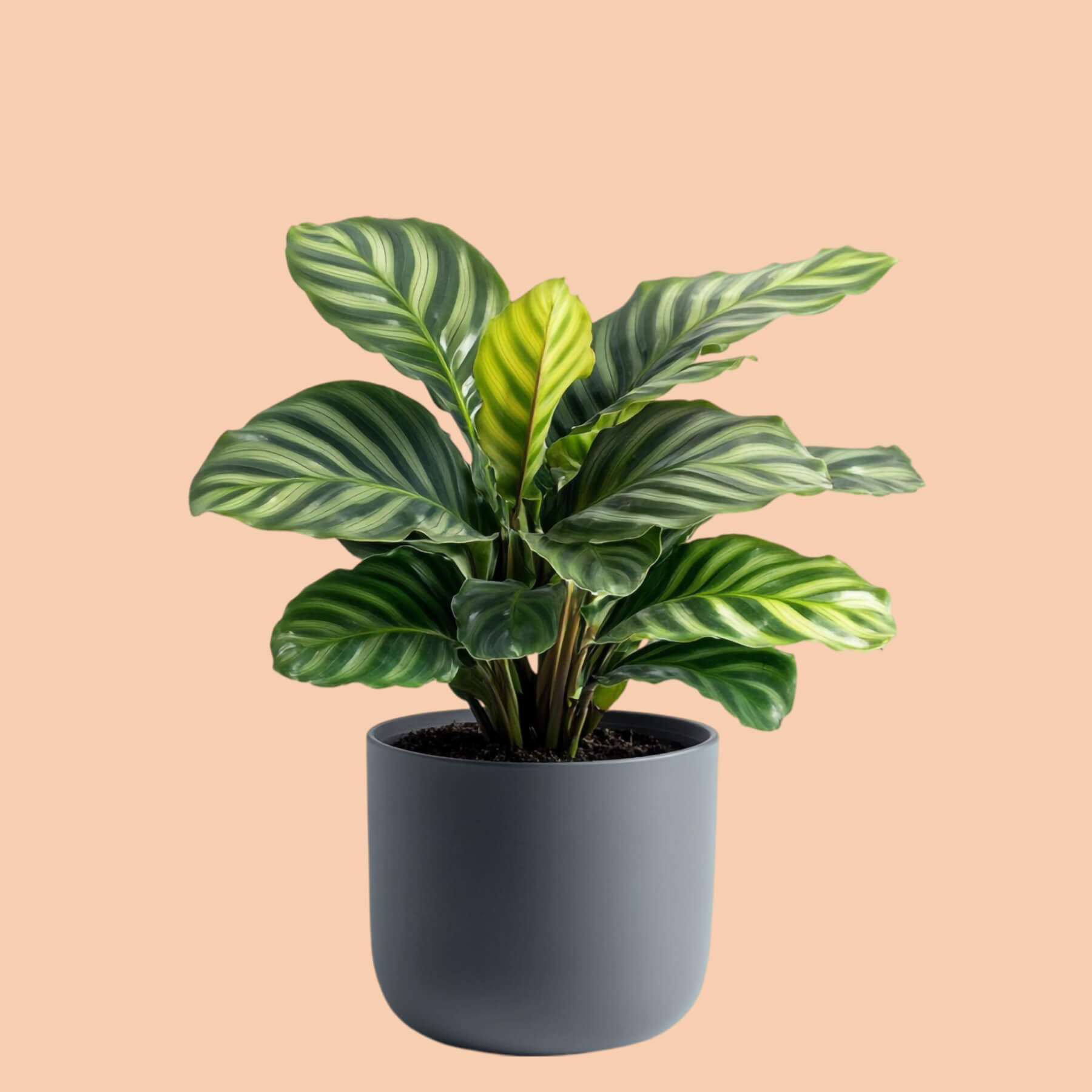 Calathea Zebrina