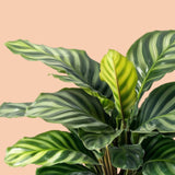 Calathea Zebrina