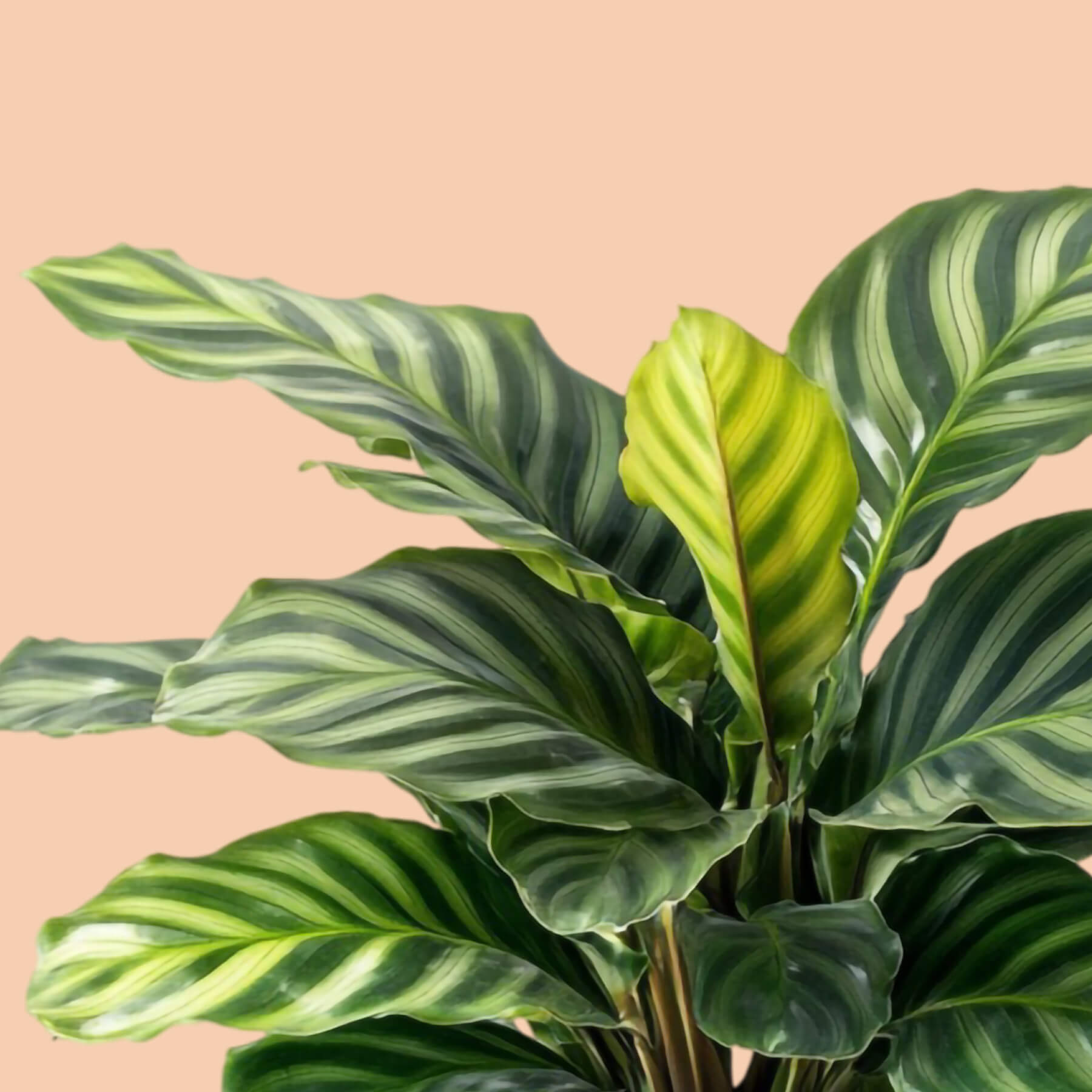 Calathea Zebrina
