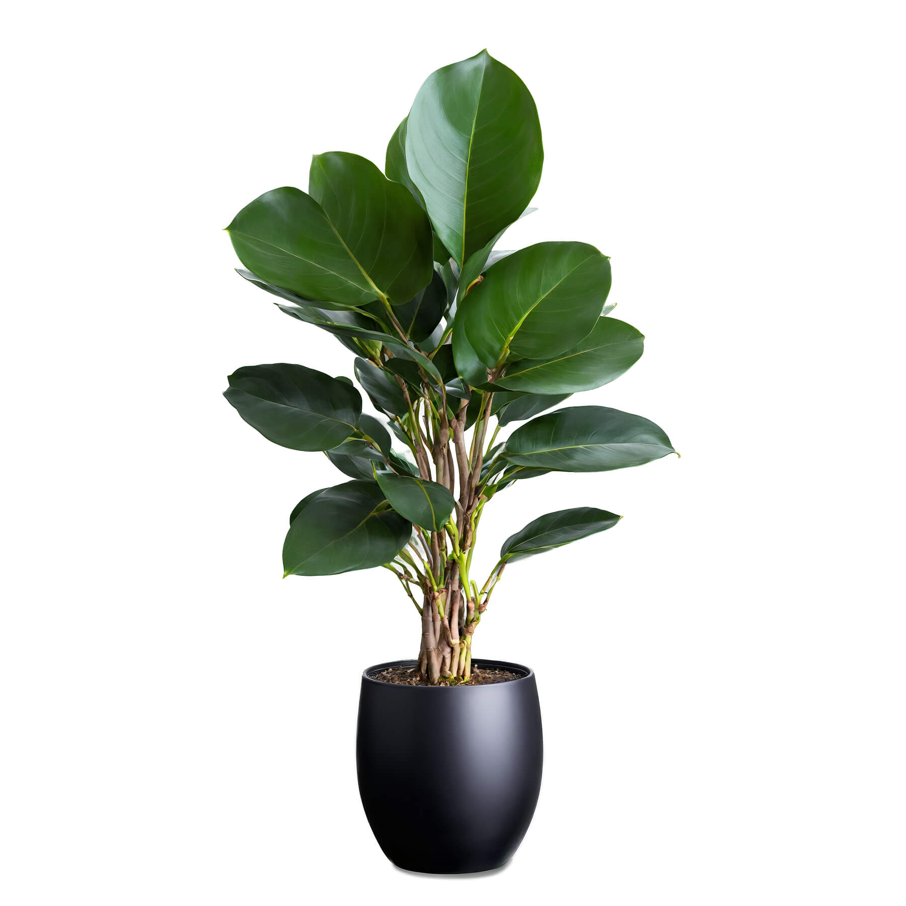 Philodendron