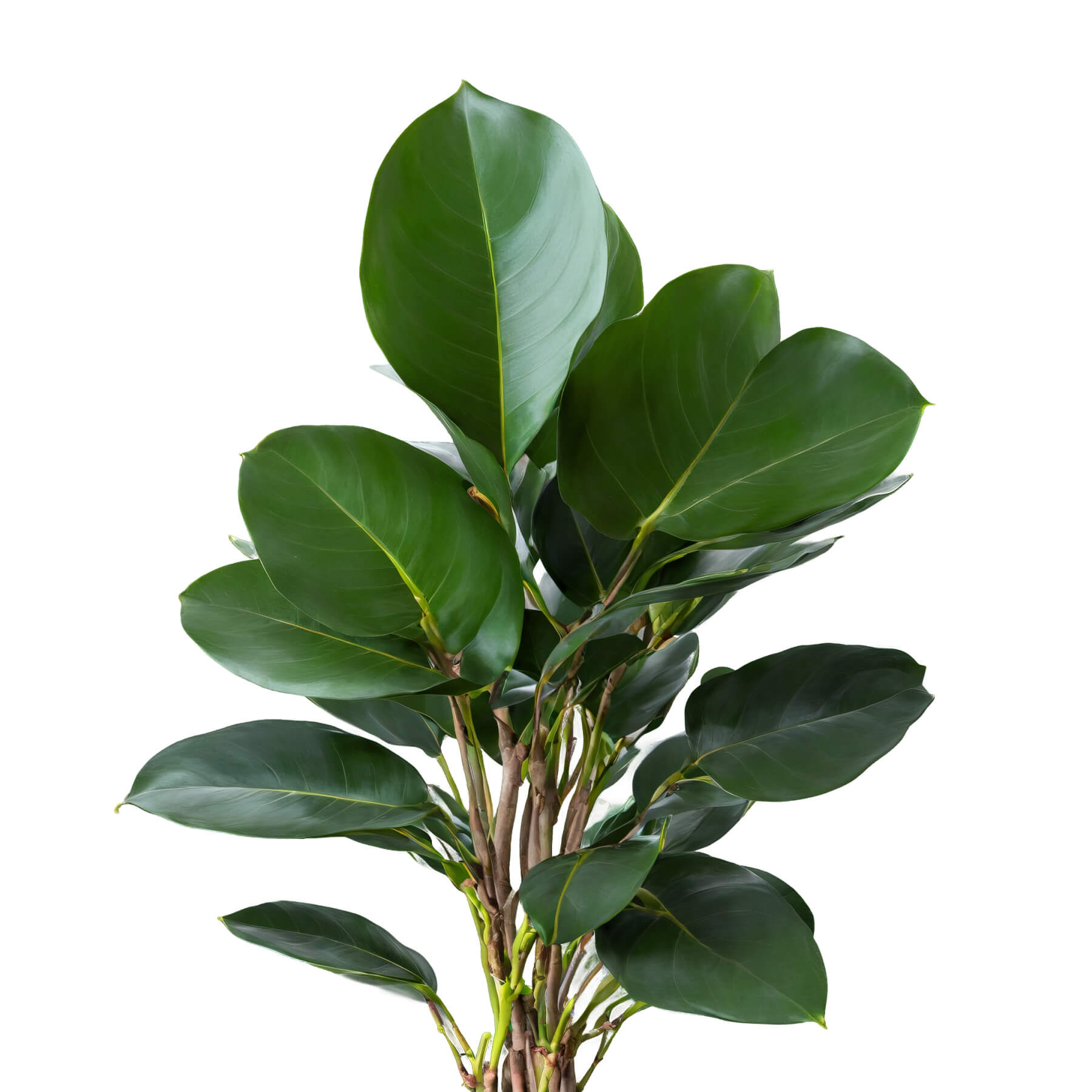 Philodendron